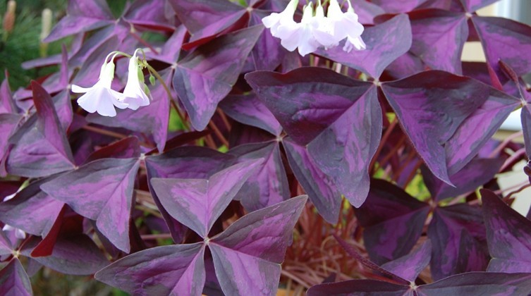 Haz clic para ver en pantalla completa Oxalis triangularis