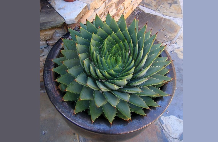 Haz clic para ver en pantalla completa Aloe polyphylla, (aloe espiral)