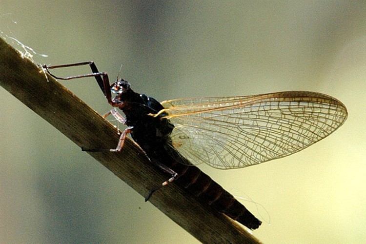 Haz clic para ver en pantalla completa Leptophlebia marginata.