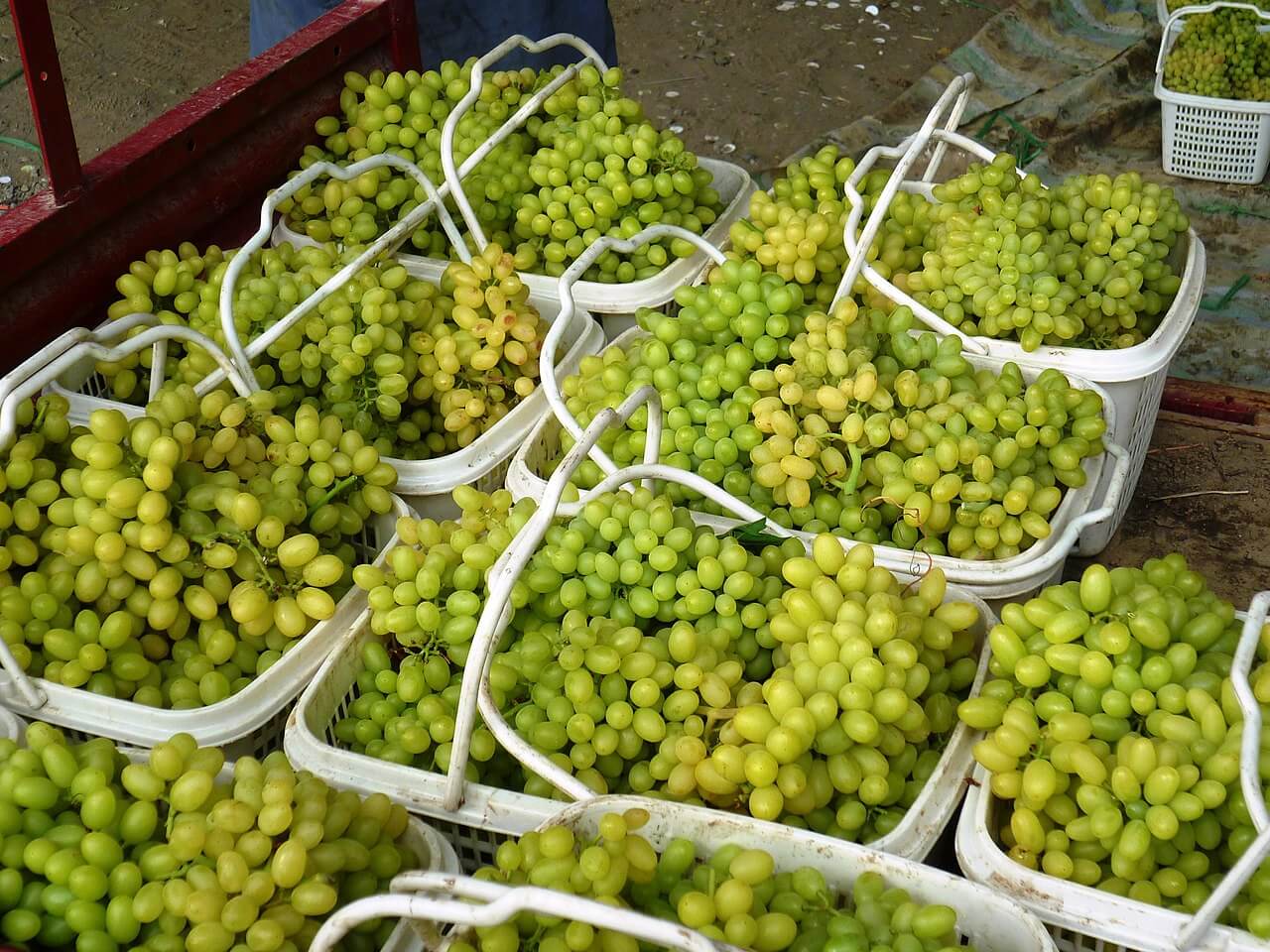 Plátanos de azúcar. 