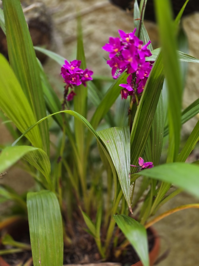 Orquídea del género Spathoglottis unguiculata