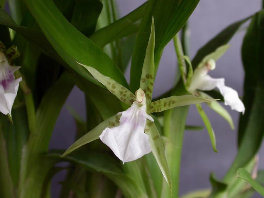 Orquídea Aspasia lunata en su ambiente natural