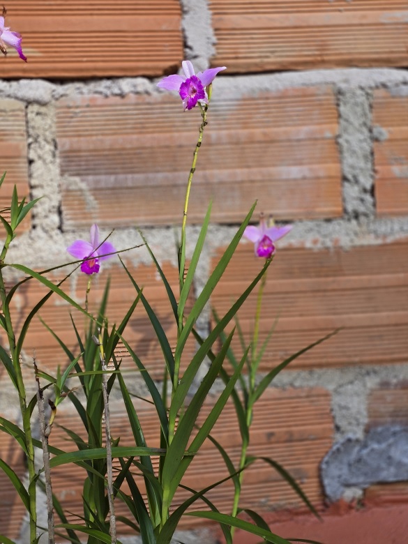 Orquídea del género Arundina graminifolia