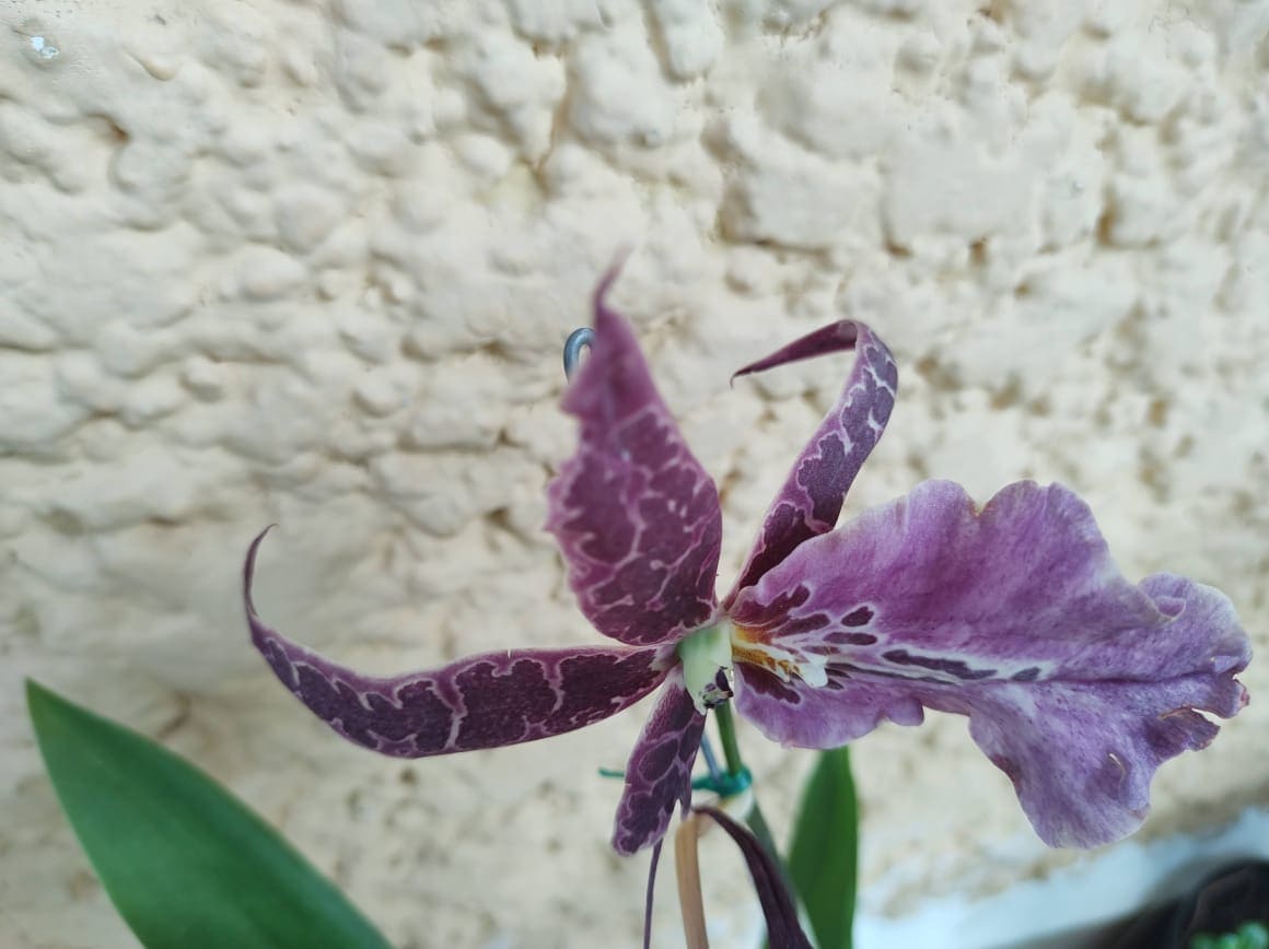 Orquídea del género Oncidium fuscatum