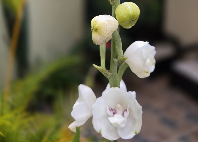 Flor del Espíritu Santo, Peristeria elata