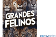 Grandes felinos