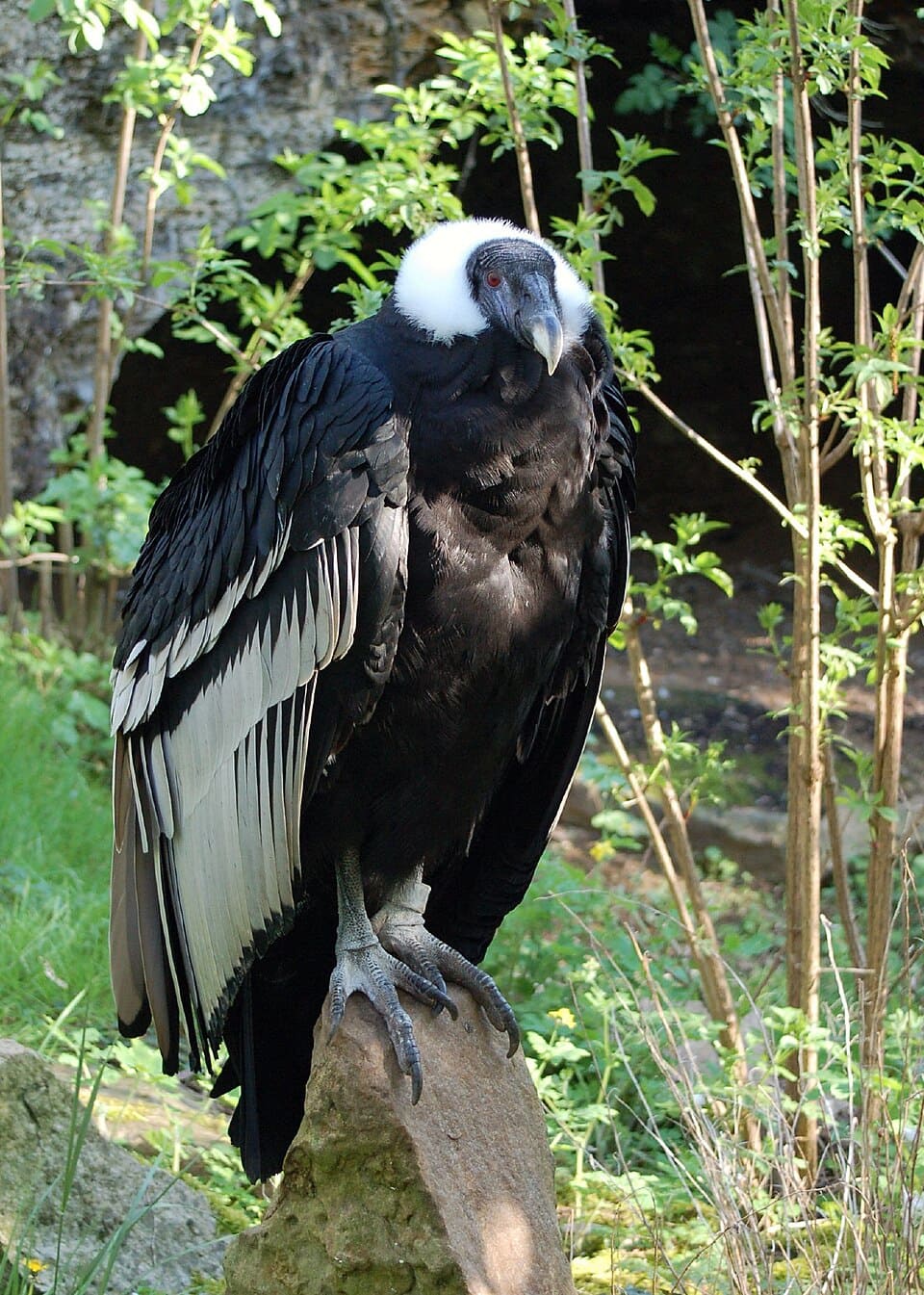 The Andean Condor (Vultur gryphus)