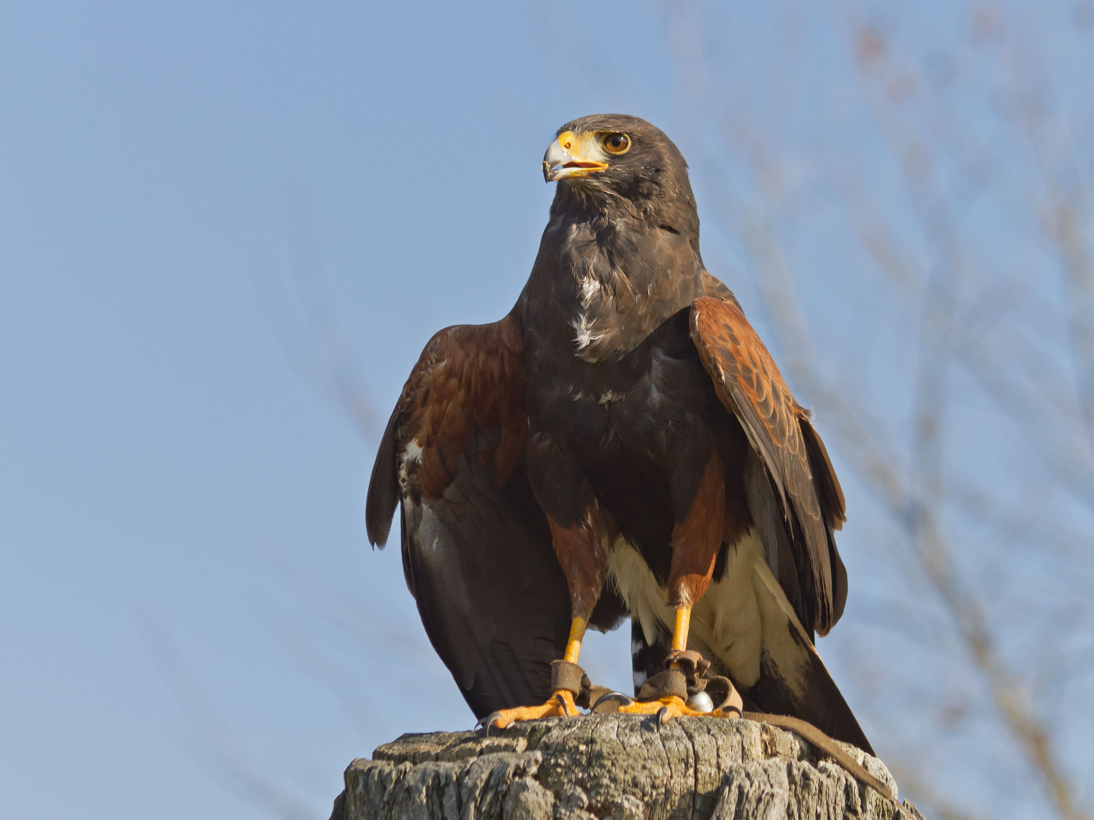 Aves rapaces