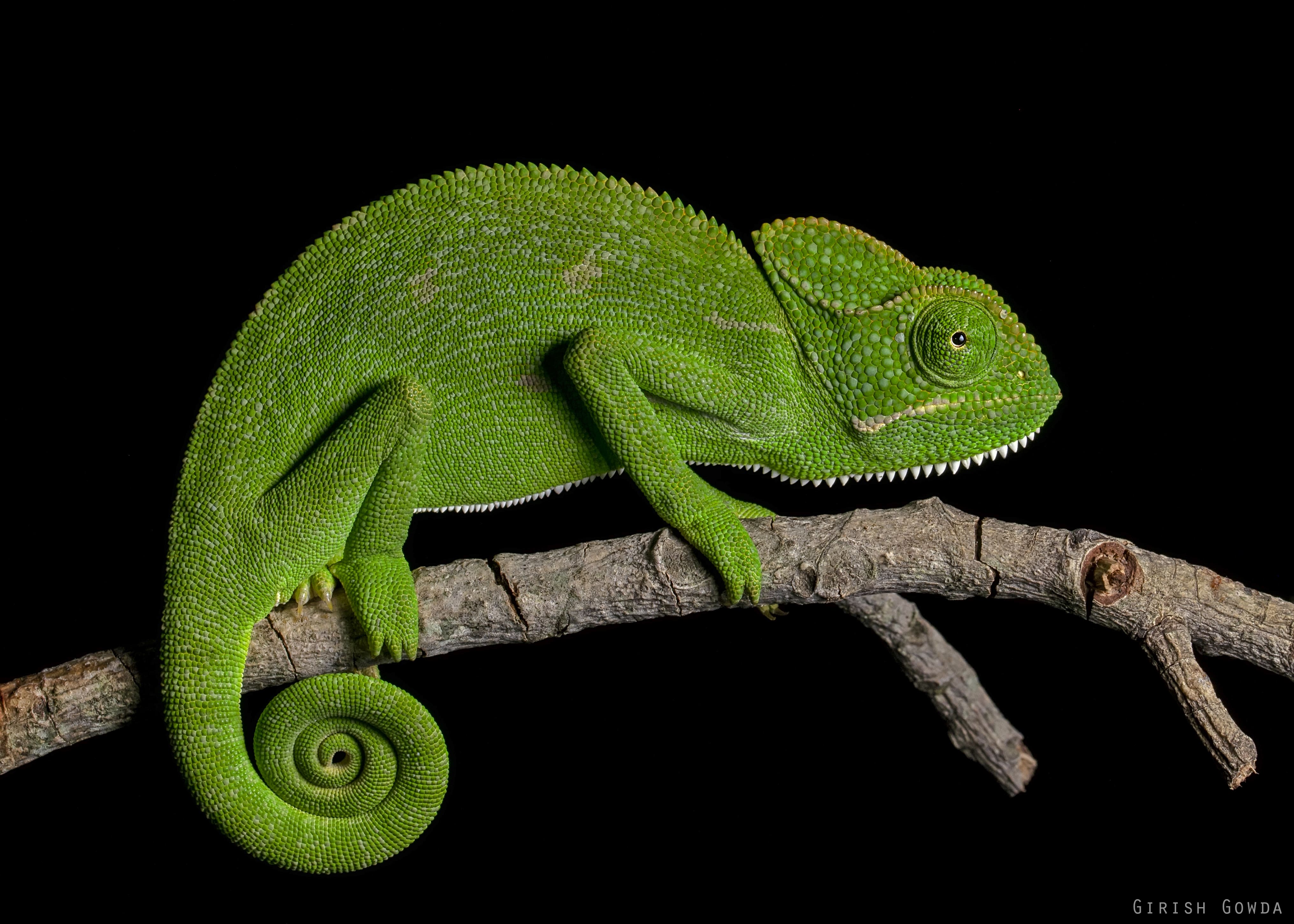 Chameleon, 3D render