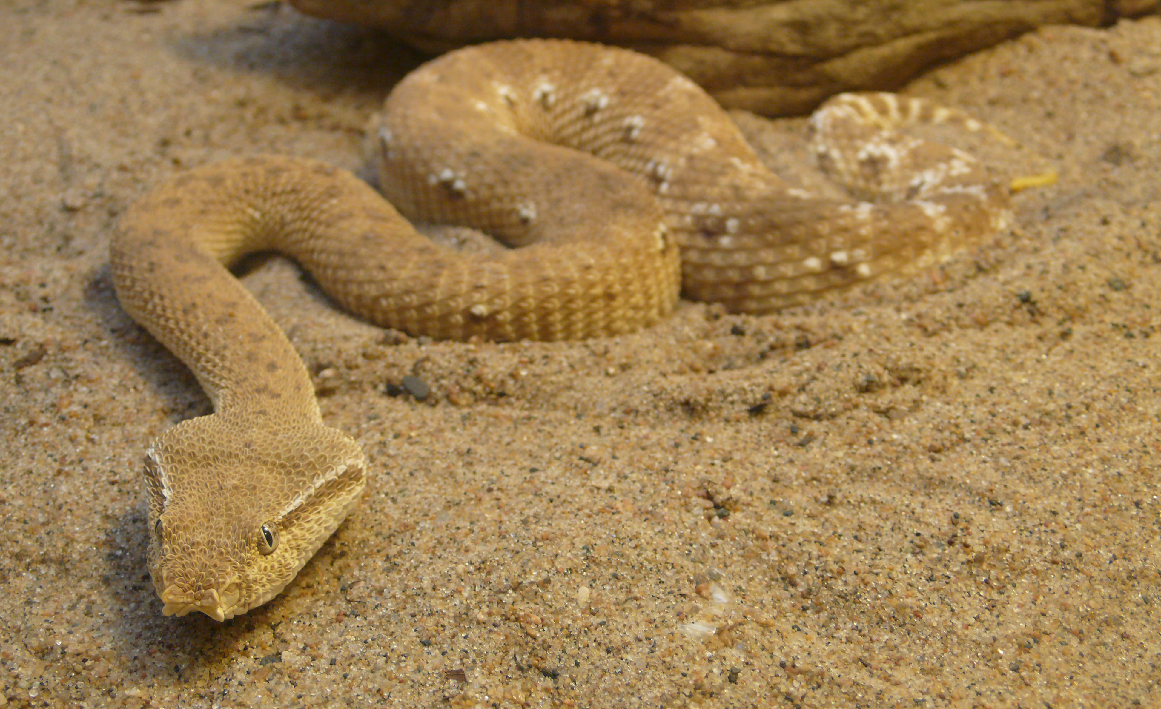 Chameleon, 3D render