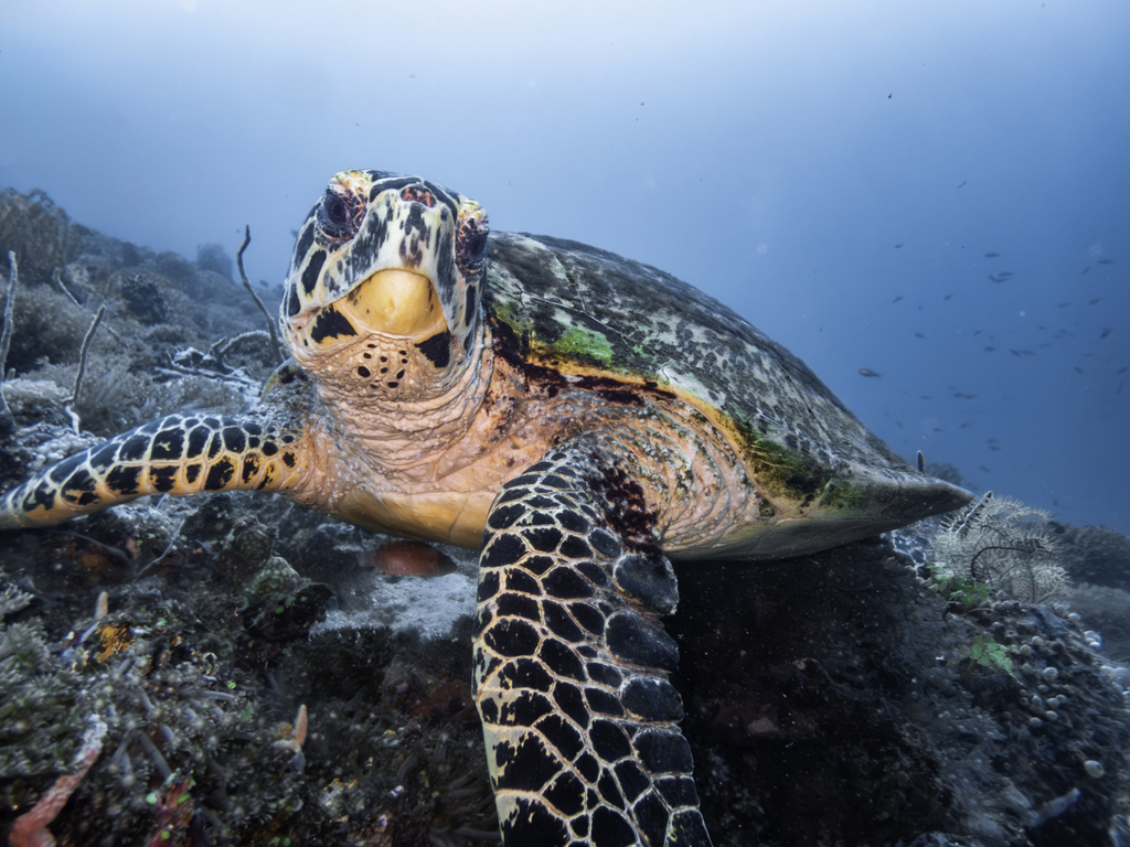 Tortuga carey , realistic