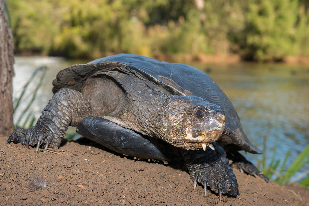 Tortuga mordedora , realistic