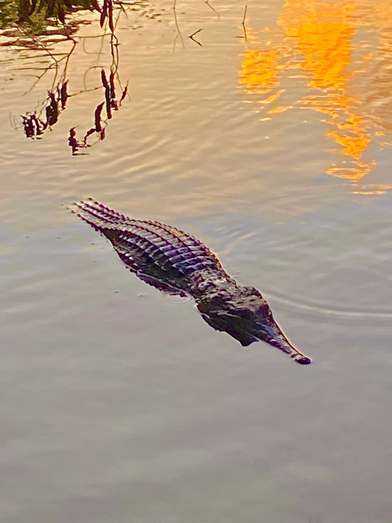 Cocodrilos en un río, realistic