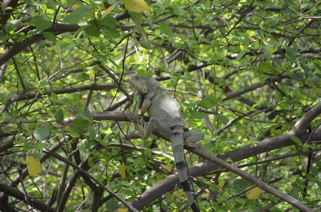 iguanas, dragones, camaleones y basiliscos