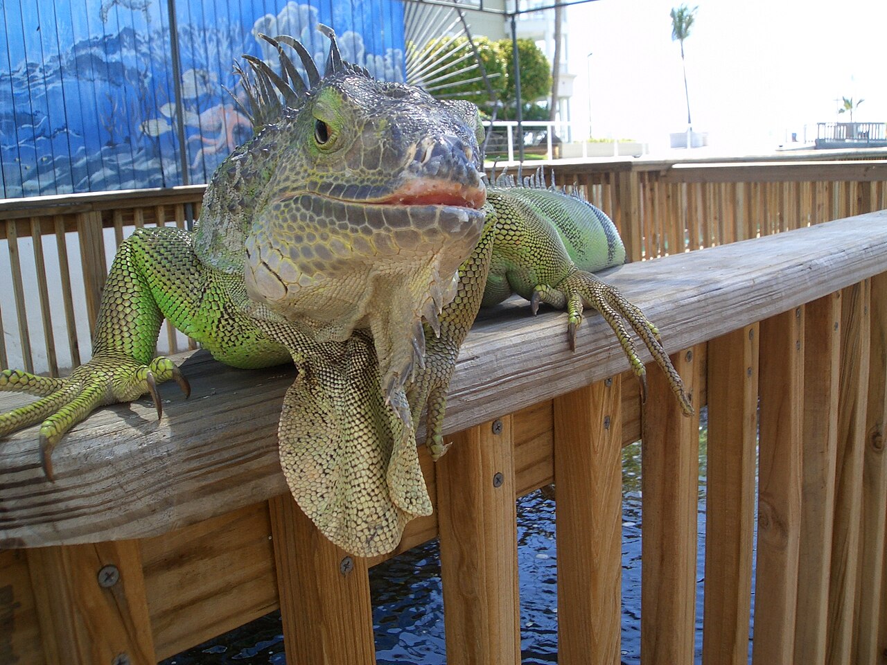 Las Iguanas: Gigantes herbívoros