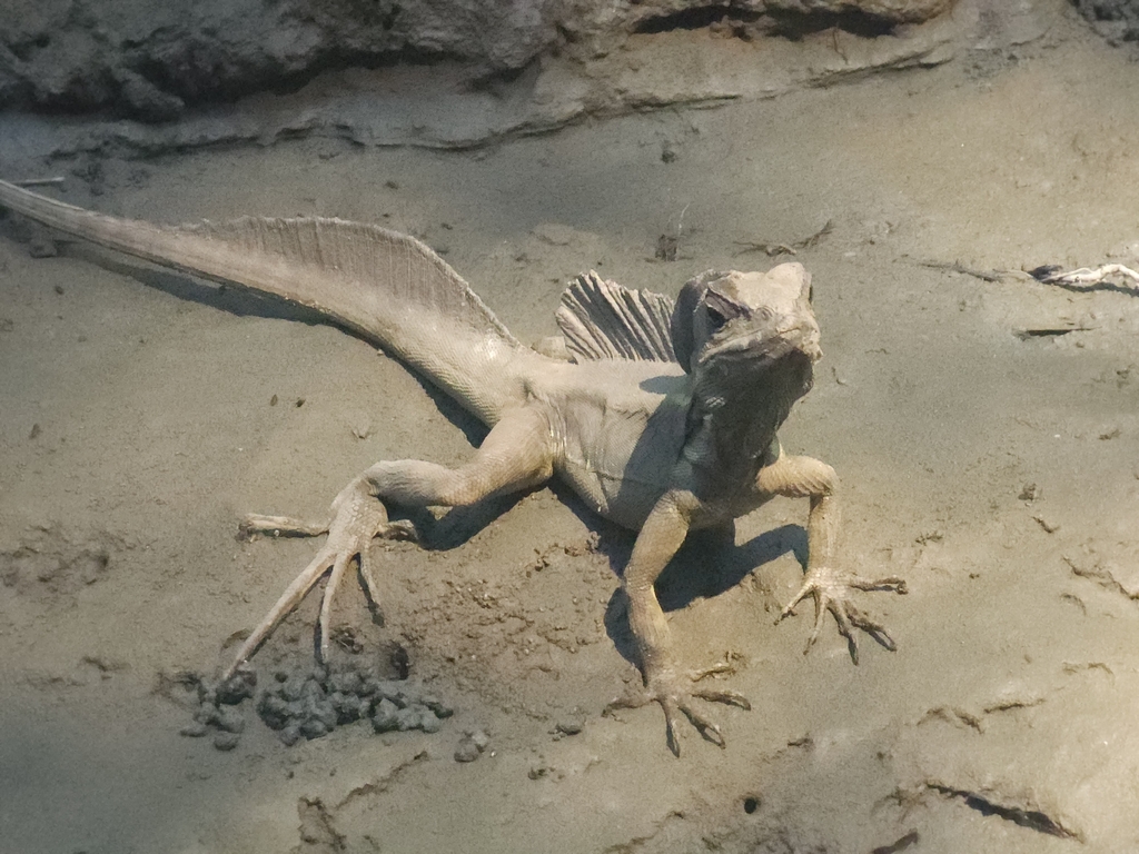 Tres iguanas en un árbol