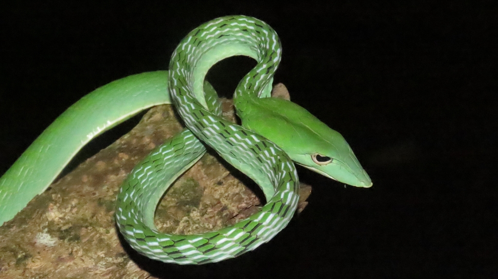 Serpientes constrictoras, serpientes venenosas y no venenosas