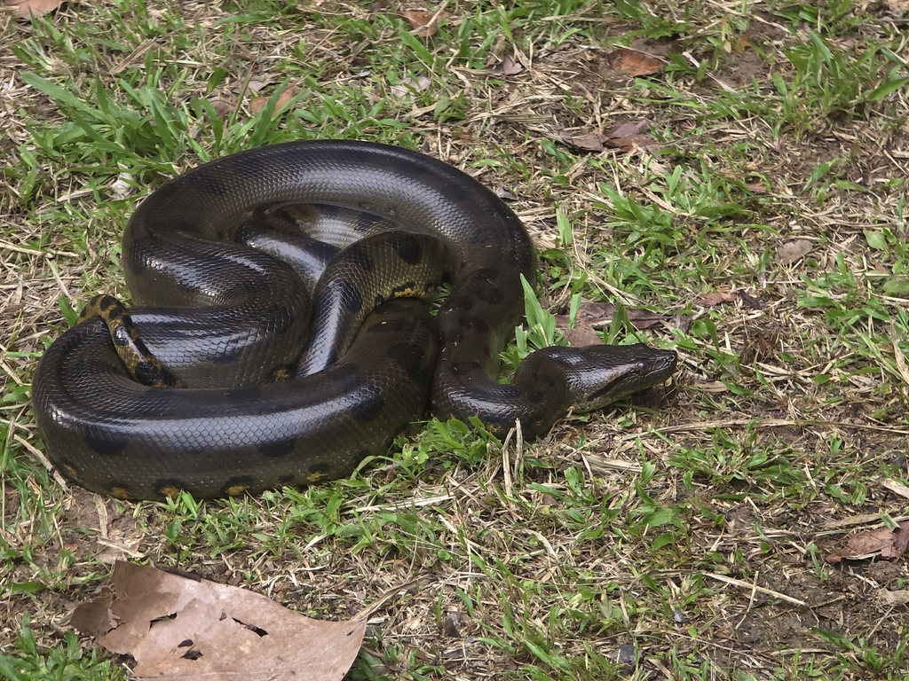 Serpiente anaconda, serpientes venenosas y no venenosas, photorealistic