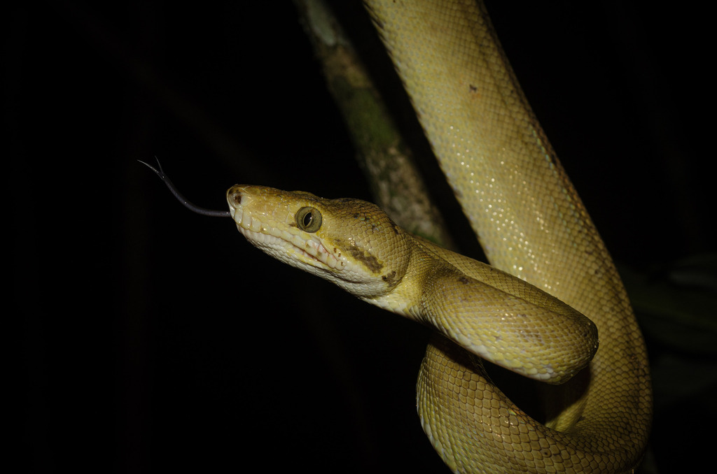 Boa constrictora, photorealistic