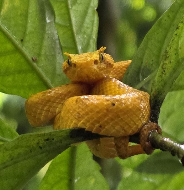 Serpiente víbora, photorealistic