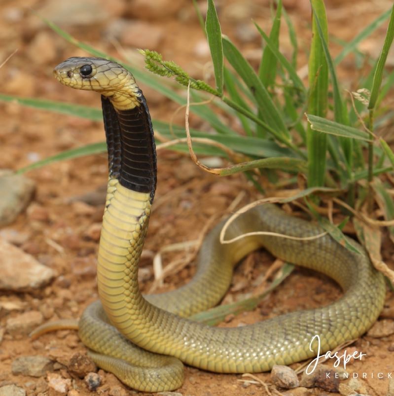 Serpiente cobra real, photorealistic