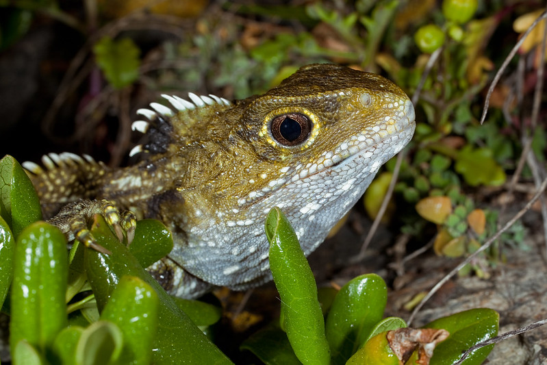 Los tuátaras Sphenodon, photorealistic