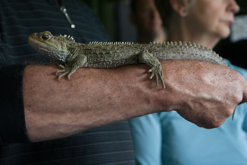 Los tuátaras Sphenodon, photorealistic